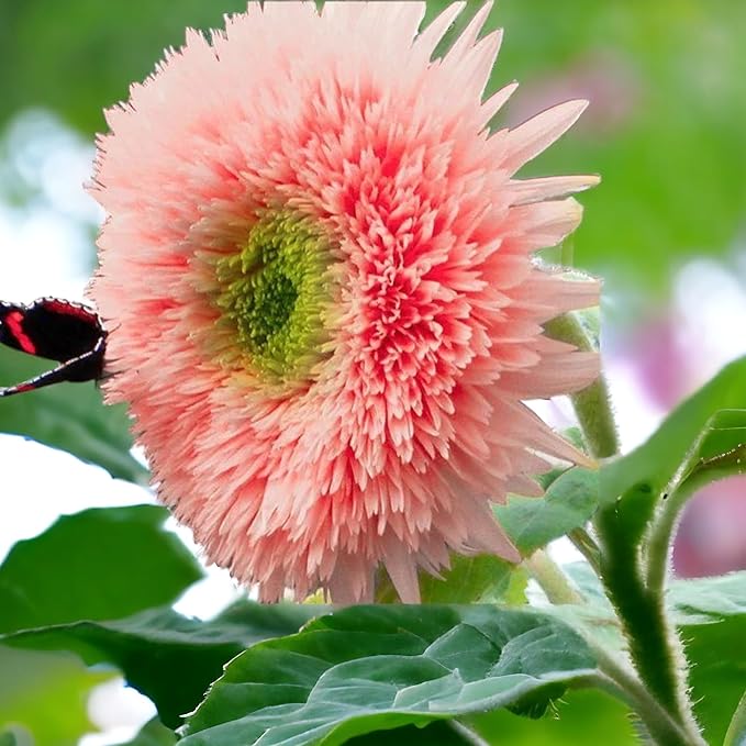 50pcs Pink Pooh Sunflower Seeds - Unique Pink Blooms, Non-GMO, Heirloom, Organic - Ideal for Zones 5-10
