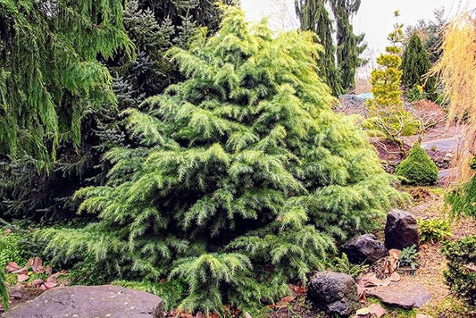 Gardenera Premium Himalayan Cedar Potting Soil Mix - Perfect Balance of Nutrients, Drainage, and Aeration for Healthy Cedar Trees - 20 Quart