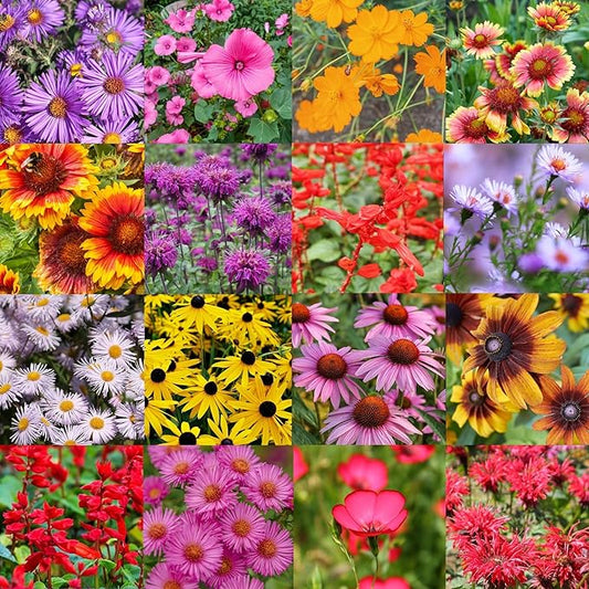 Rhode Island Bulk Perennial Wildflower Seed Mix 1lb Covers 2,000sq-ft - Attract Pollinators, Multi-Color Blooms - Northeast US Species Plant in Spring/Fall - Earth-Friendly Packaging (1 Pound)