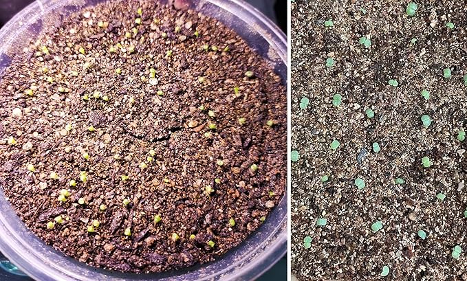 30 QT Professional Grade Horticultural Organic Vermiculite (30 QT, Vermiculite)