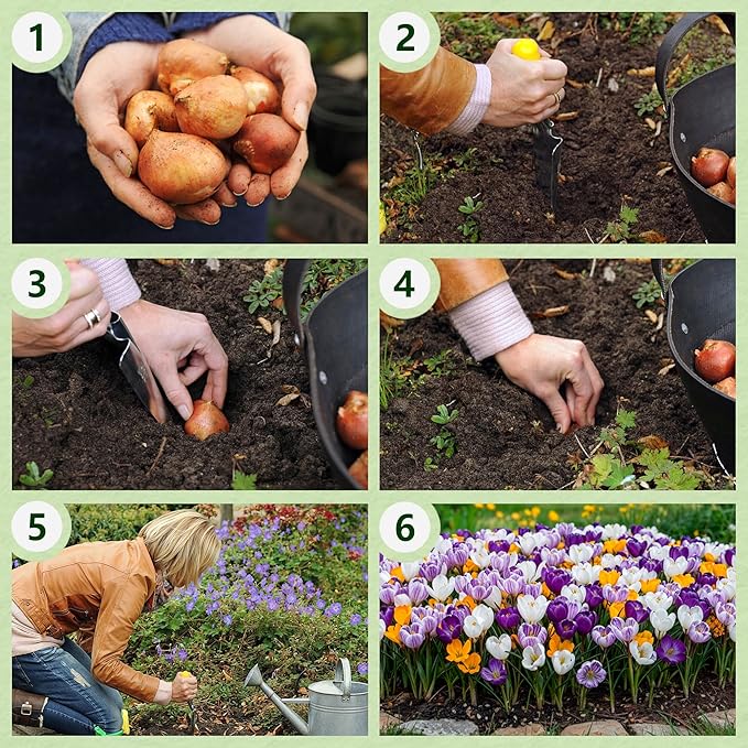Dutch Bulbs Giant Crocus Bulb Mix, 100 Exclusive Flower Bulbs, Mix of 5 Varieties from Holland, Real Hardy and Perennial Crocus tubers/Flowers (no Seeds) for Garden, pots and Balcony