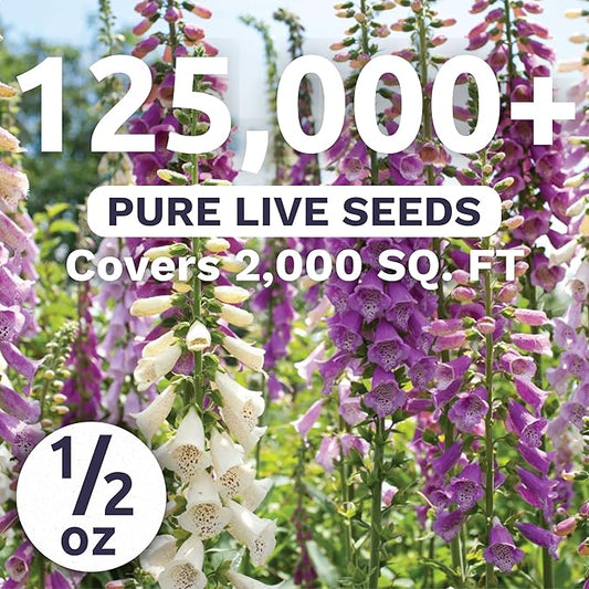 Foxglove Mixed Colors - Large 1/2 Ounce Packet - 125,000 Flower Seeds for Planting - Digitalis purpurea