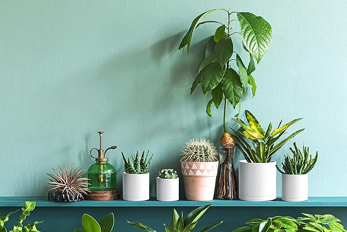 D'vine Dev Pack of 20 Plastic Plant Pots (4 Set of 2 Inch, 2.5 Inch, 3 Inch, 3.5 Inch, 4 Inch) Small Garden Planter Pots for Plant with Drainage Holes and Saucers, White, 74-U-A