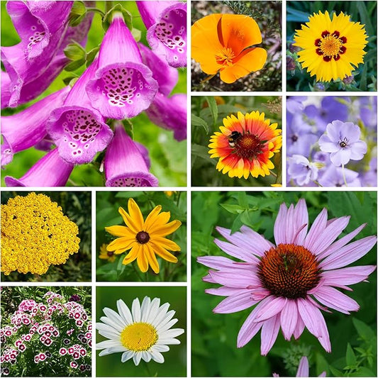 All Annual Wildflower Seeds Mix – 4 Oz, 4,000+ Seeds – 21 Varieties Including California Poppy, Indian Blanket, Scarlet Flax – Bulk Pollinator Wildflower Seed for Planting