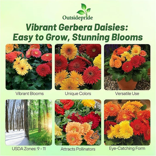 Outsidepride Autumn Colors Mix Gerbera Seeds - 10 Pcs Perennial, Compact & Low Maintenance, Flower Seeds for Planting w/Vibrant Mixed Blooms, Ideal for Garden Landscaping & Cut Flower Arrangements