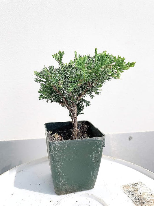 Bonsai Tree Japanese Juniper Procumbens 'Green Mound'