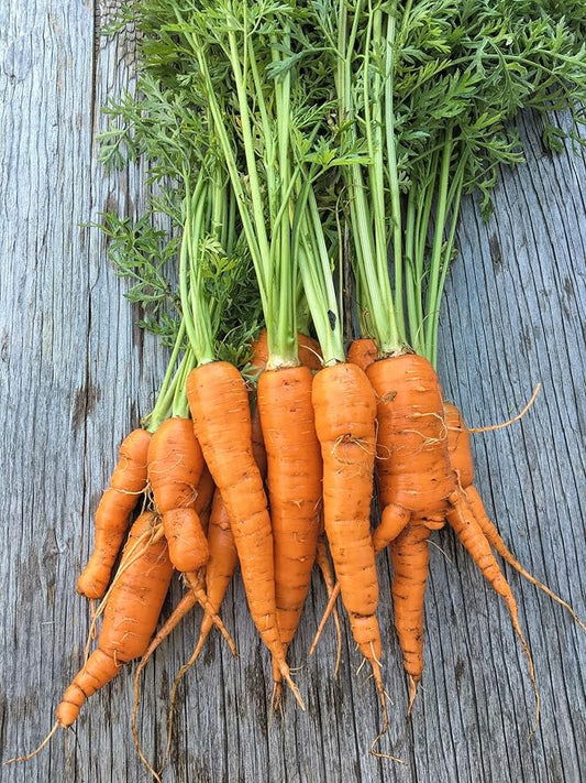 Gaea's Blessing Seeds - Carrot Seeds - Imperator 58 Non-GMO Seeds with Easy to Follow Planting Instructions - Heirloom Net Wt. 1.5g Germination Rate 91%
