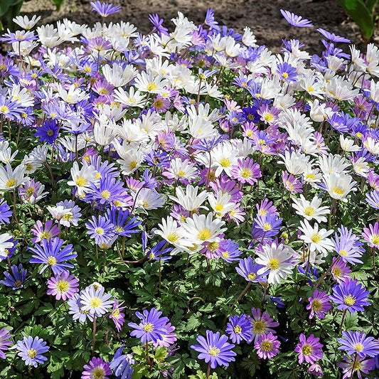 Easy to Grow Anemone Blanda Flutter Mix 60 Plant Bulbs - Blue, Pink, & White Flowers in Spring Outdoor, Full to Partial Sun