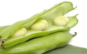 Windsor Broad Bean Seeds (a.k.a Fava Bean Seeds) Non-GMO, Approx. 75 Seeds per Package, Large Meaty Bean That's Great for soups and stews.