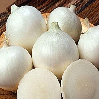 100 White Onion Bulbs for Planting, Onion Sets Fresh Bulbs Seeds for Growing