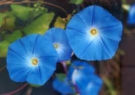 Morning Glory Heavenly Blue Untreated Fresh Nice Garden Flower by Seed Kingdom (500 Seeds)