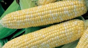 Dirt Goddess Super Seeds ~ Bulk Sweet Corn Seeds (1 LB) 3,000 Seeds ~Golden Bantam