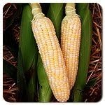 Dirt Goddess Super Seeds ~ Bulk Sweet Corn Seeds (1 LB) 3,000 Seeds ~Golden Bantam