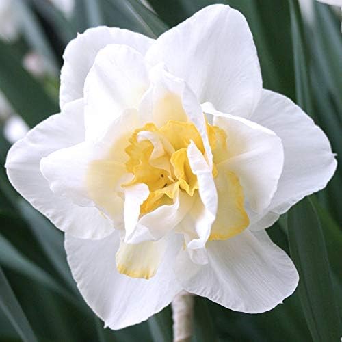 White Lion Double Daffodil Flower Bulbs - 5 Bulbs per Pack - Deer Resistant - Good as Cut Flowers - Naturalizing - Perennializing