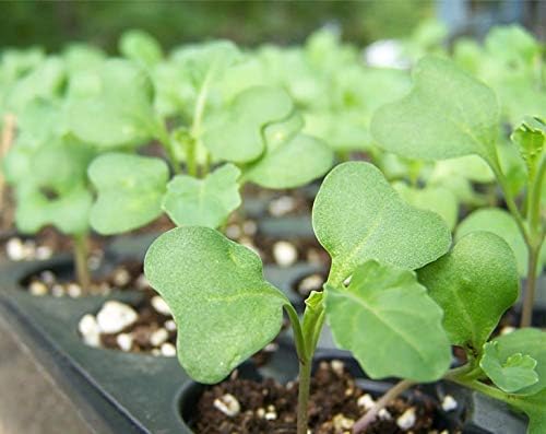 Food to Live Broccoli Seeds for Sprouting, 8 Pounds – Vegan, Kosher, Sirtfood, Bulk. Rich in Sulforaphane, Vitamin C, Vitamin A. Great for Growing Sprouts, Microgreens. High Germination Rate