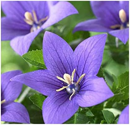 1400 Balloon Flower Seeds- Toraji - Chinese Bell Flower Seeds - Roots are Edible.