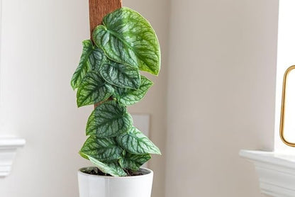 Premium Monstera Dubia Plant Potting Mix - Enhanced Aeration and Nutrient Retention - 1 Quart