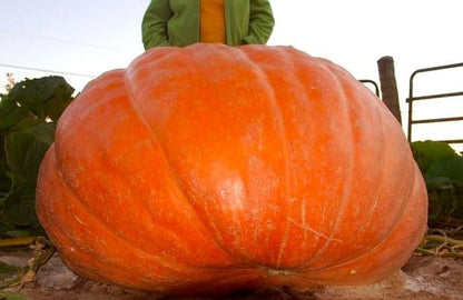 Seeds Pumpkin Big Max 10 Seeds Massive Pumpkin Giant Gourd