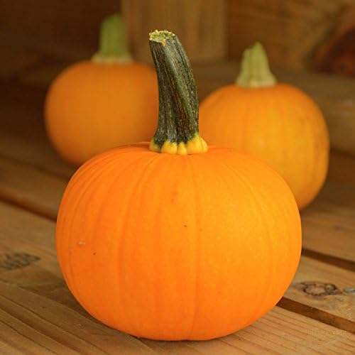 Park Seed Kandy Korn Plus Hybrid Pumpkin Seeds – Non-GMO, Miniature Deep Orange Pumpkins with Dark Green Handles, High-Yielding Bush Vines for Small Spaces, Pack of 10