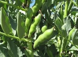 Windsor Broad Bean Seeds (a.k.a Fava Bean Seeds) Non-GMO, Approx. 75 Seeds per Package, Large Meaty Bean That's Great for soups and stews.