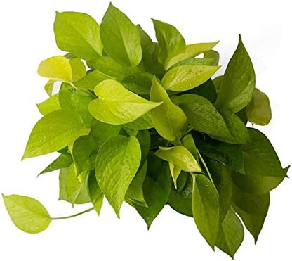 American Plant Exchange Neon Pothos – Live 6-Inch Potted Climbing Vine, Easy-Care Air Purifying Houseplant, Fast-Growing Indoor Plant for Home, Office, Bedroom, Living Room & Indoor Jungle Décor