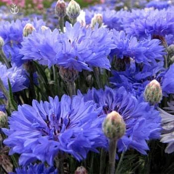 Dwarf Blue Cornflower (Bachelor's Buttons, Dwarf Blue Jubilee Gem) Seeds - Centaurea cyanus, Pack of 1000 Seeds by Seeds2Go