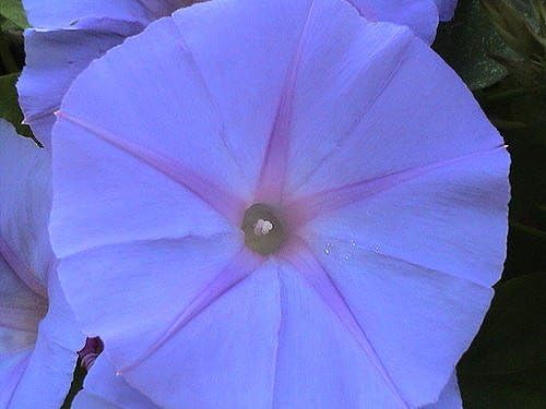 Morning Glory Heavenly Blue Untreated Fresh Nice Garden Flower by Seed Kingdom (500 Seeds)