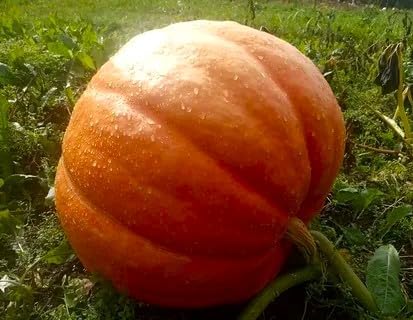 Seeds Pumpkin Big Max 10 Seeds Massive Pumpkin Giant Gourd