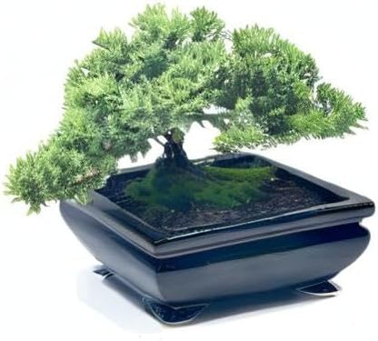 Live Dwarf Juniper Bonsai Tree | Indoor/Outdoor | 100% Handcrafted| Home and Office Décor | Best Gift for Holiday (L)