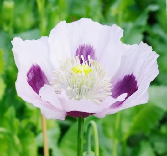 Exotic Strains of Poppy Seeds for Planting (200 Seeds Per Packet) - Easy to Grow, Ships Fron Iowa, USA (Blue Moon Poppy)