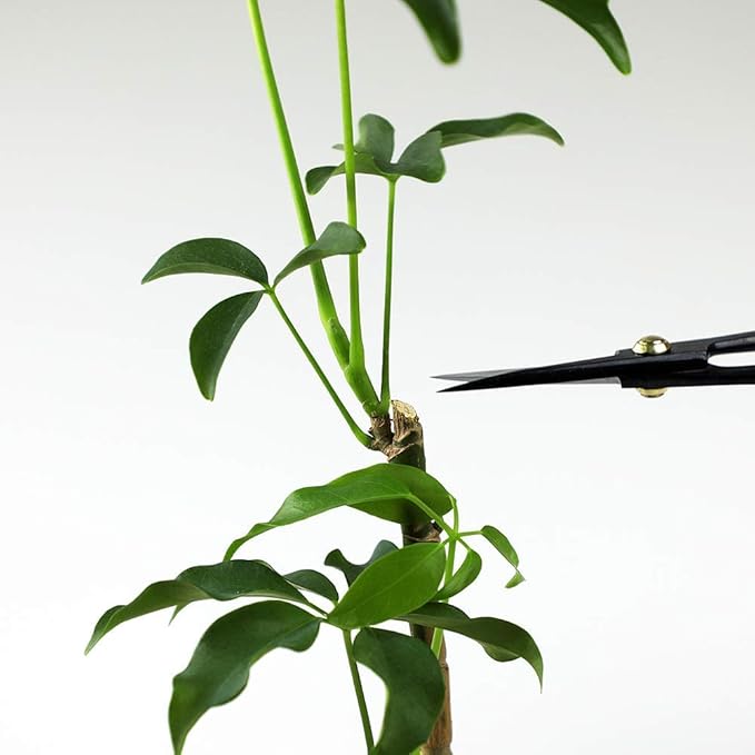 Wazakura Satsuki Bonsai Scissors 7" (180mm) – Hand-Forged Japanese Pruning Shears Made in Japan, S58C Carbon Steel, Precision Bonsai & Garden Tool