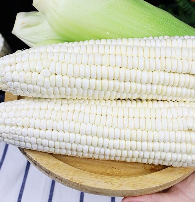 30pcs White Corn Seeds - Heirloom, Sweet Corn - The King of All White Varieties, Tall Stalks, Creamy Kernels - Non-GMO, Open-Pollinated