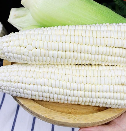 30pcs White Corn Seeds - Heirloom, Sweet Corn - The King of All White Varieties, Tall Stalks, Creamy Kernels - Non-GMO, Open-Pollinated