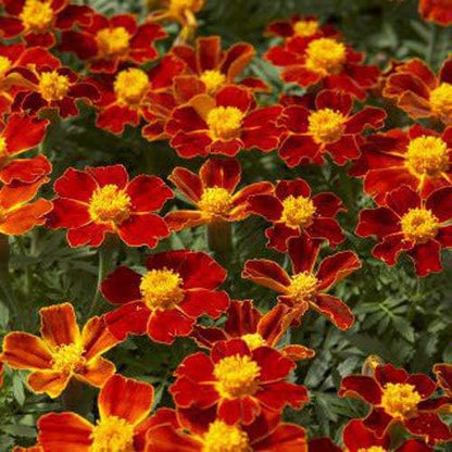 Outsidepride Disco Red French Marigold Seeds - 200 Pcs Annual, Compact, Heat & Drought Tolerant Flower Seeds for Planting w/Prolific Blooms, Ideal for Vibrant Pollinator Gardens