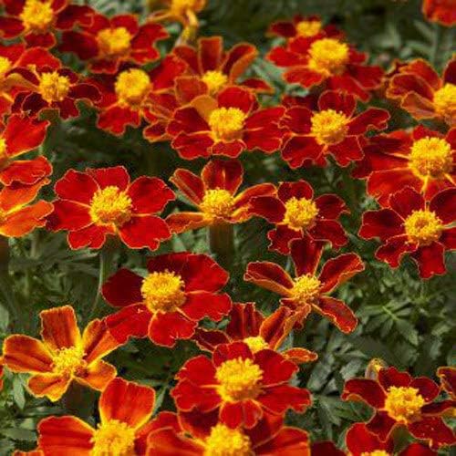 Outsidepride Disco Red French Marigold Seeds - 400 Pcs Annual, Compact, Heat & Drought Tolerant Flower Seeds for Planting w/Prolific Blooms, Ideal for Vibrant Pollinator Gardens