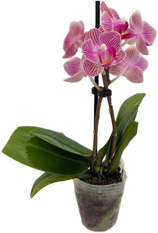 Surprise Moth Orchid Plant - Phalaenopsis - 2" Pot - Easy House Plant