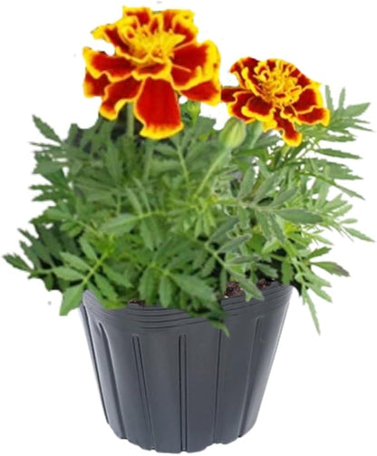 4 Mix Marigold Plants Live Marigold Flowers Live Plants, Between 4 and 8 Inches Long Starter Plant, Outdoor or Indoor