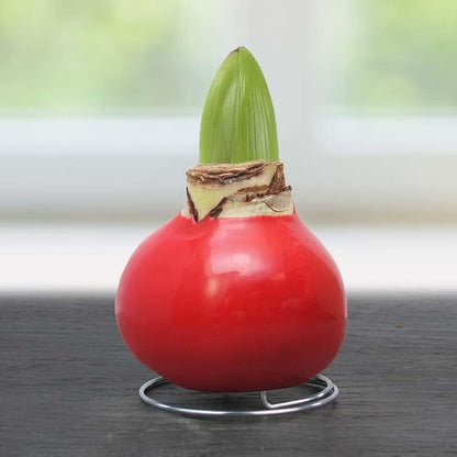 Red Base Waxed Amaryllis Flower Bulb with Stand, No Water Needed