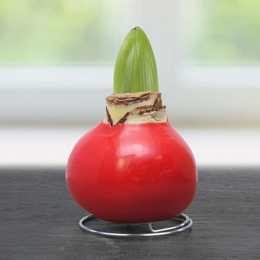 Red Base Waxed Amaryllis Flower Bulb with Stand, No Water Needed