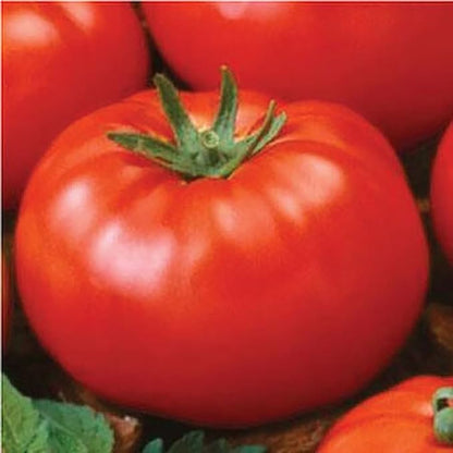 Ace 55 Tomato Seeds - Large Tomato - One of The Most Delicious Tomatoes for Home Growing,