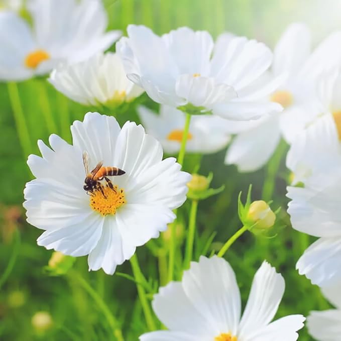 2000+ Mixed Cosmos Seeds for Planting-Cosmos Flower Seeds- Bright Lights Perennial Flower Seed for Outdoor Garden