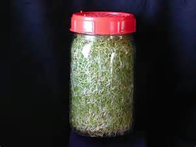 Non-GMO Broccoli Seeds for Sprouting Sprouts Microgreens (8oz of Pure Seed (40000+Seeds)). Country Creek LLC. Brand.
