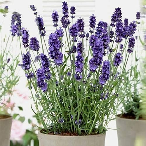 Lavender Provance 100+ Non-GMO Seeds Herb & Flower Garden