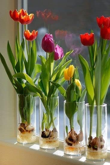 Pre-Chilled Tulip Bulbs for Forcing Indoors - Easy to Grow - Grow in Water or Dirt Indoors or Plant - Prechilled Indoor Bulbs (10 Bulbs)