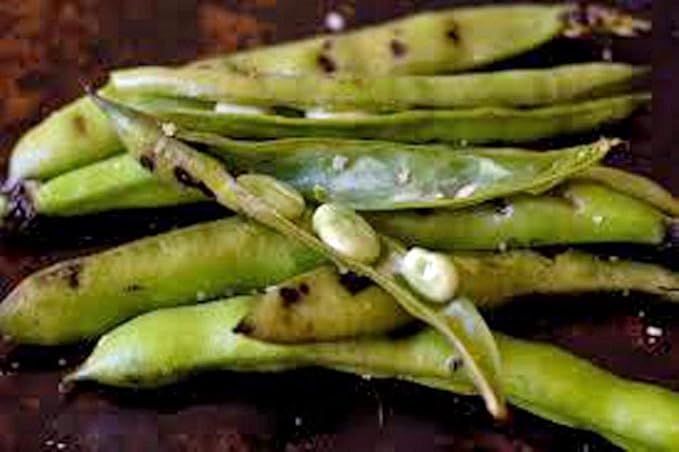 Windsor Broad Bean Seeds (a.k.a Fava Bean Seeds) Non-GMO, Approx. 75 Seeds per Package, Large Meaty Bean That's Great for soups and stews.