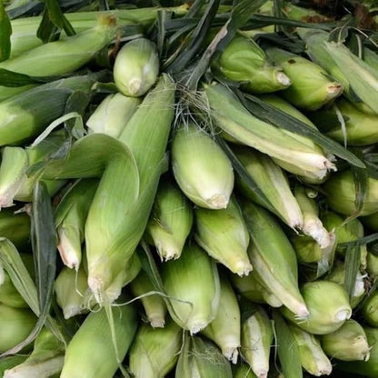 30pcs White Corn Seeds - Heirloom, Sweet Corn - The King of All White Varieties, Tall Stalks, Creamy Kernels - Non-GMO, Open-Pollinated