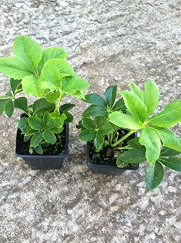 3 Containers of Mixed Lenten Rose/Hellebore in 2.5 Inch Pots- Great for Fall Planting!