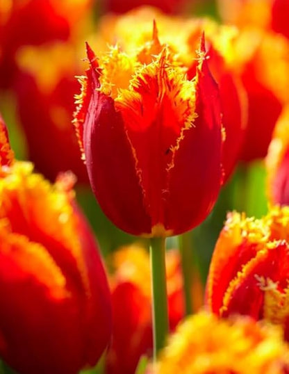 5PCS Rainbow Tulip Bulbs Fringed Mixture Tulips Flower Bulbs Fall Planting for Spring Blooms