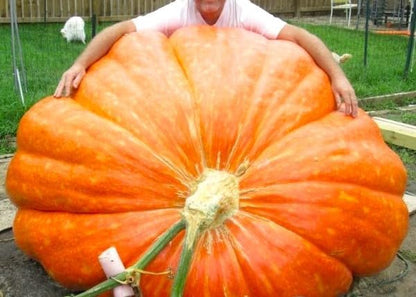 Seeds Pumpkin Big Max 10 Seeds Massive Pumpkin Giant Gourd