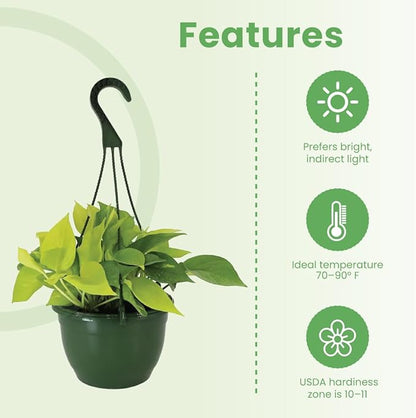 American Plant Exchange Neon Pothos – Live 8-Inch Hanging Basket, Bright Green Trailing Vine, Easy-Care Air Purifying Houseplant for Hanging Planters, Shelves & Indoor Home or Office Décor